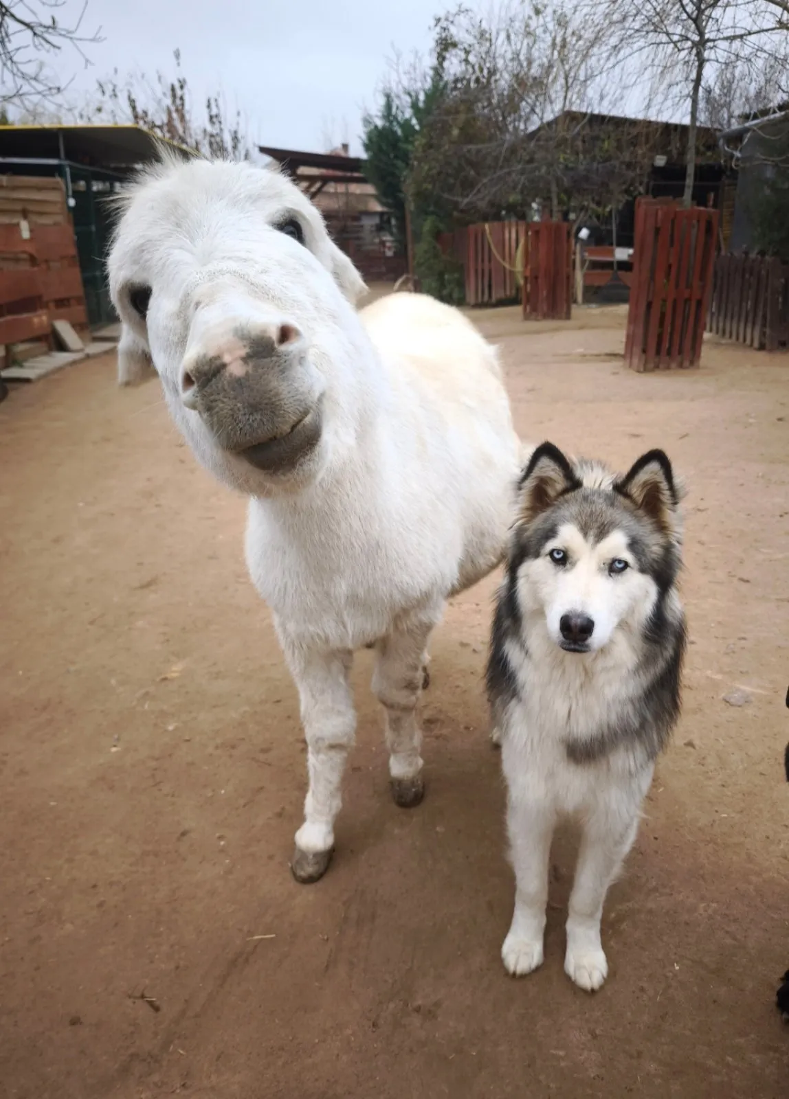 Kókusz és Szimba, a két jóbarát