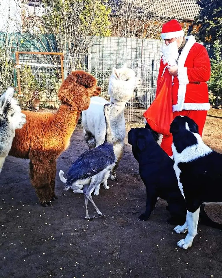 Ajándékot is kaptak az állatok a Mikulástól