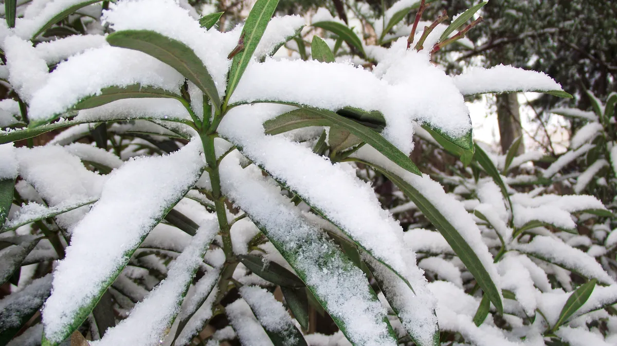 Sok helyen elfagyott most a leander télen.