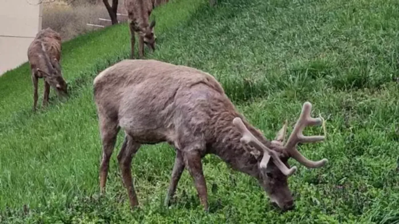 Megdöbbentő fotók az Esztergomban bevásárló szarvasról