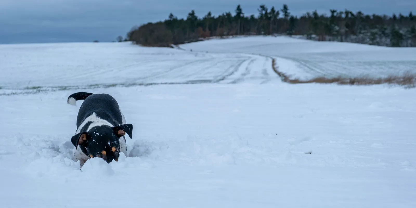 Így védhetjük meg a hideg ellen házikedvenceinket