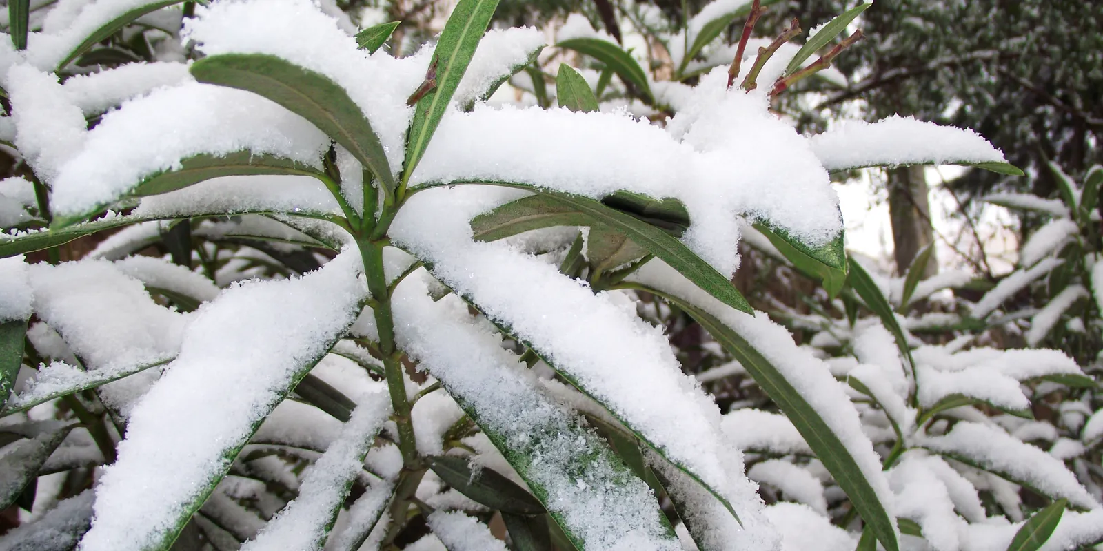 Durva, mi tett az idei január a leanderekkel