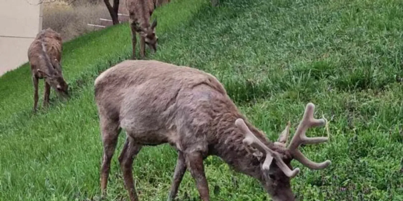 Megdöbbentő fotók az Esztergomban bevásárló szarvasról