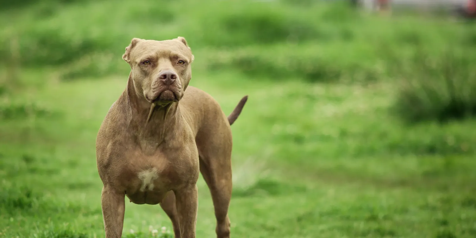 "Mint egy tigris" - Halálos pitbull támadás történt