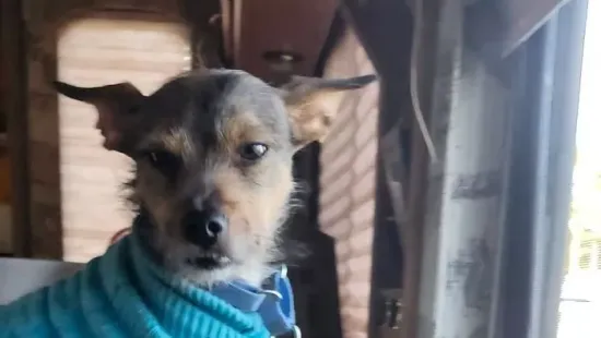 Kutyájuk mentette meg a tűztől az anyát és lányát