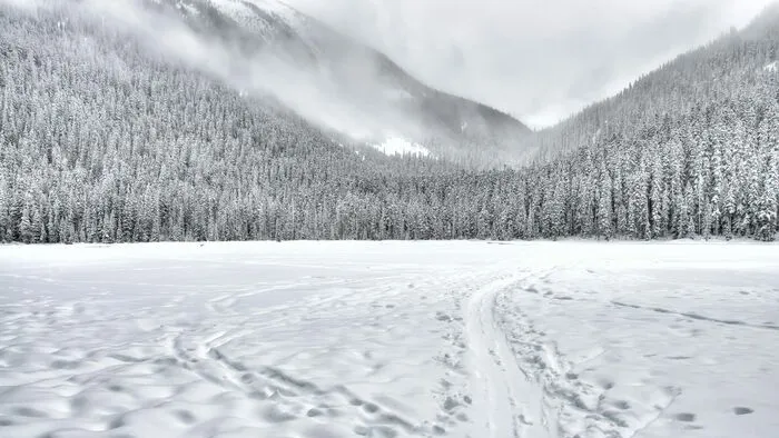 Fontos bejelentést tett Orbán Viktor a tűzifáról