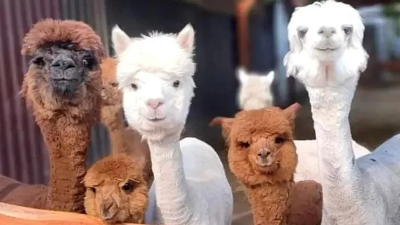 MancsRanch: Ahol a szeretetnek nincs határa