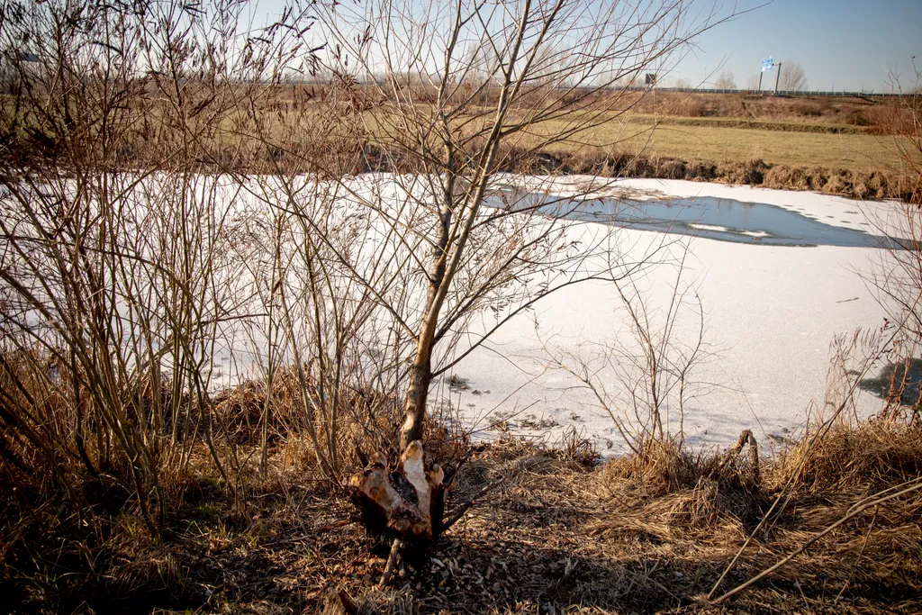 20260105 Felsőzsolca
Hódok nyomai fedezhetőek fel a Kis Sajó mentén
Fotó: Takács József TJ
Észak-Magyarország