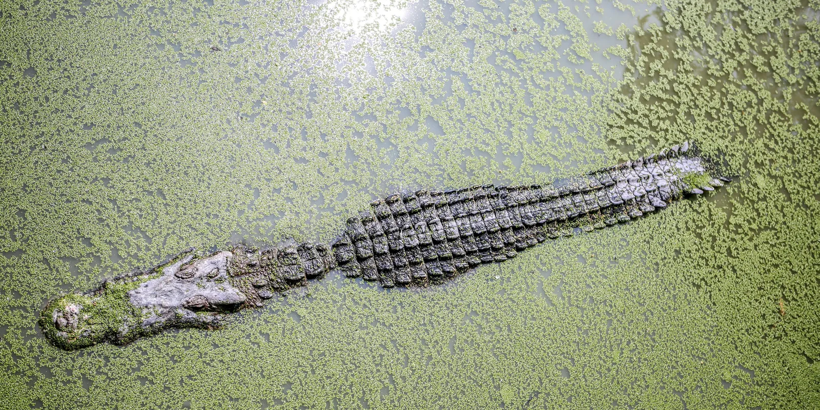 Krokodilok miatt utazott Ausztráliába: ez lett a végzete