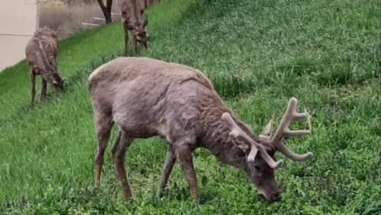 Megdöbbentő fotók az Esztergomban bevásárló szarvasról