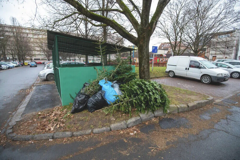 két helyre is ki lehet dobni a fenyőt