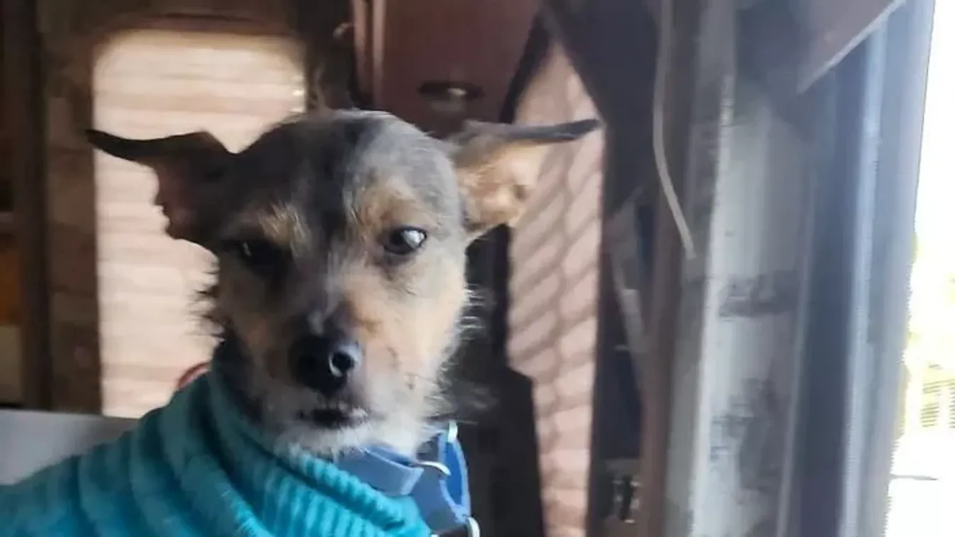 Kutyájuk mentette meg a tűztől az anyát és lányát