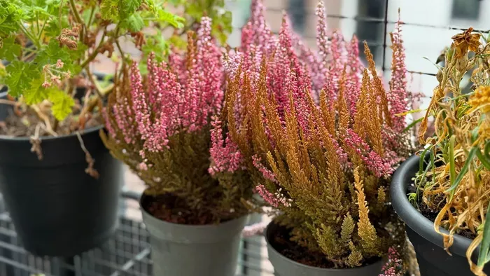 Ezeket a virágokat szerezd be most a teraszra