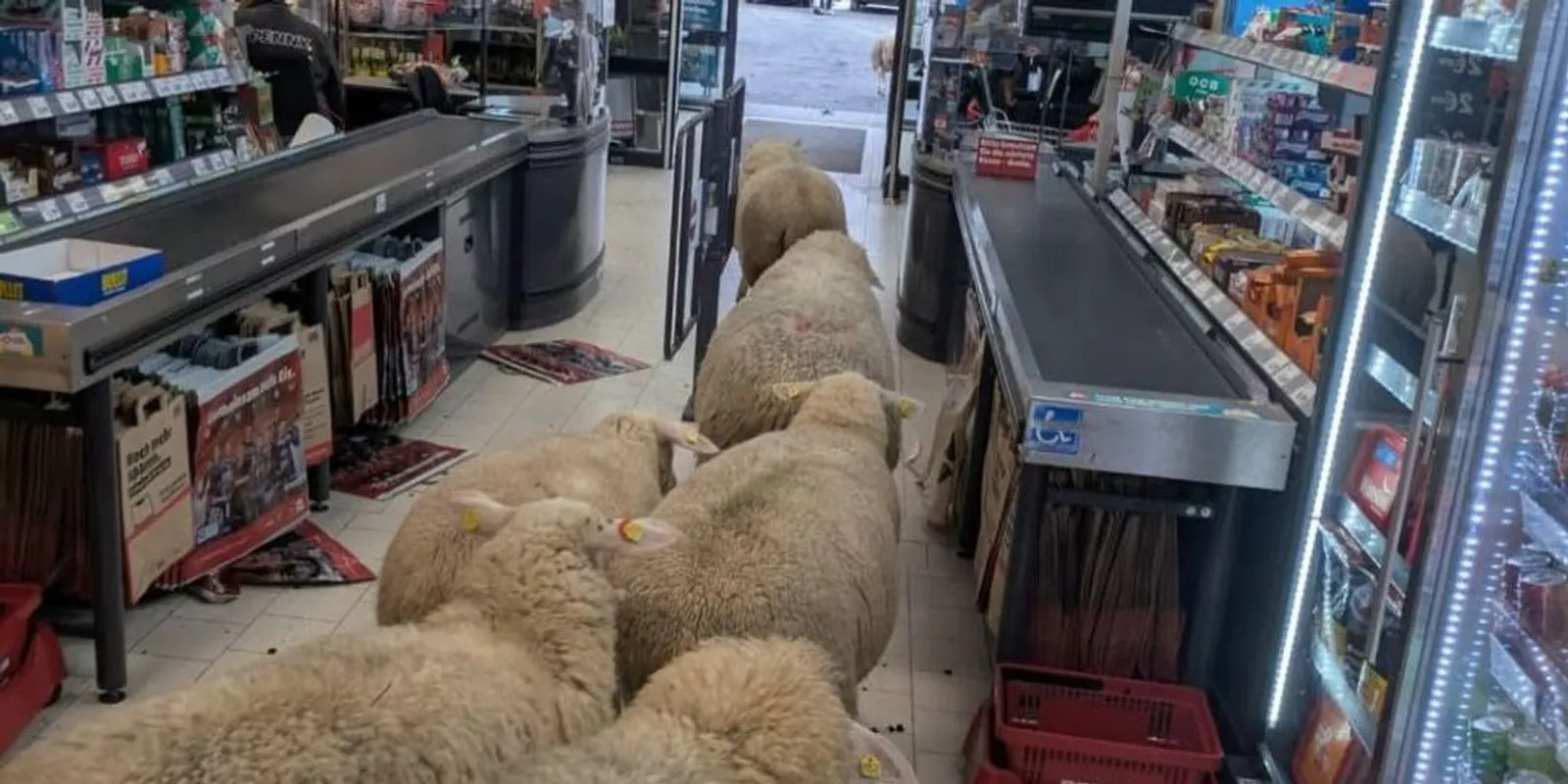 Birkanyáj foglalt el egy hipermarketet Németországban