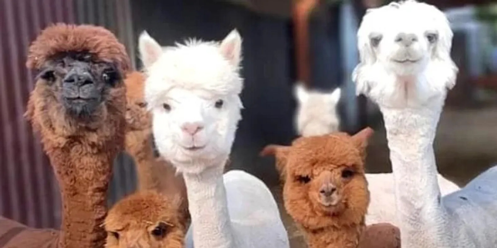 MancsRanch: Ahol a szeretetnek nincs határa