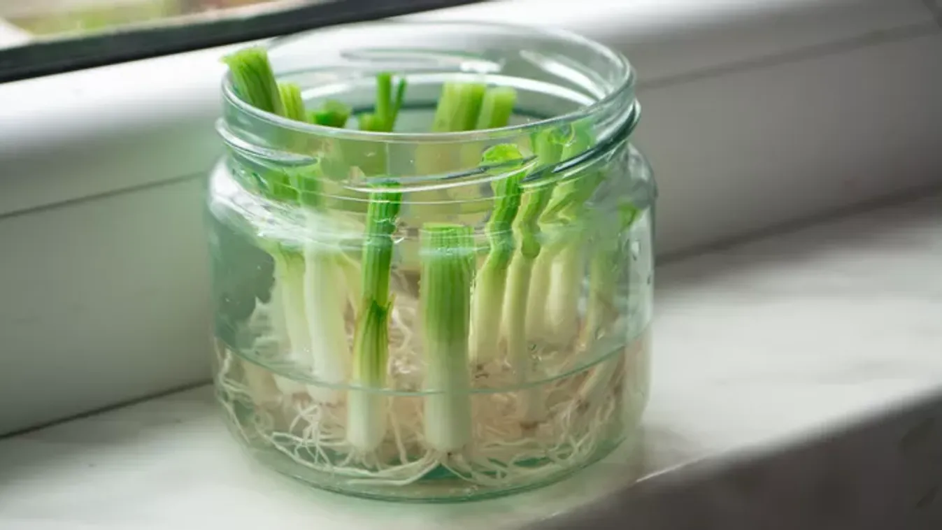 Ne dobd el az újhagyma végét, hihetetlen, mire jó