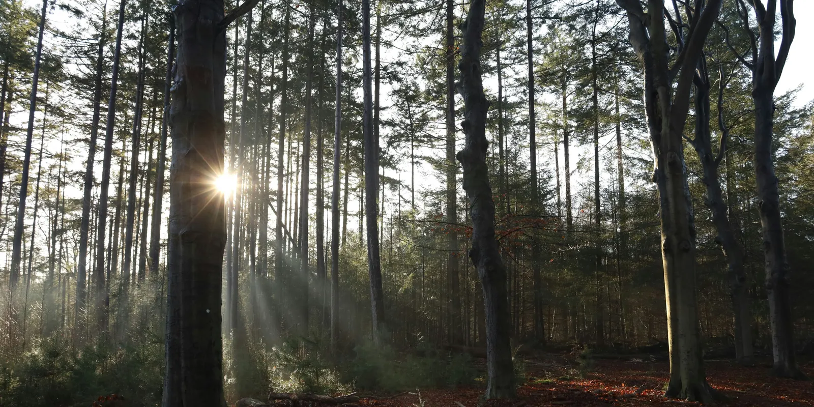 Kiderül, mikor érkezik a tavasz