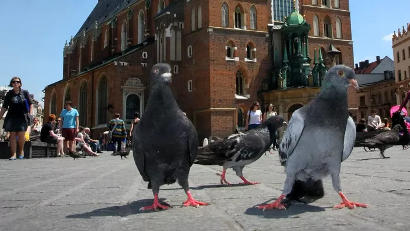 Fogamzásgátlót kapnak a galambok Krakkóban