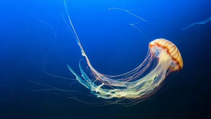 Busz méretű medúza bukkant fel