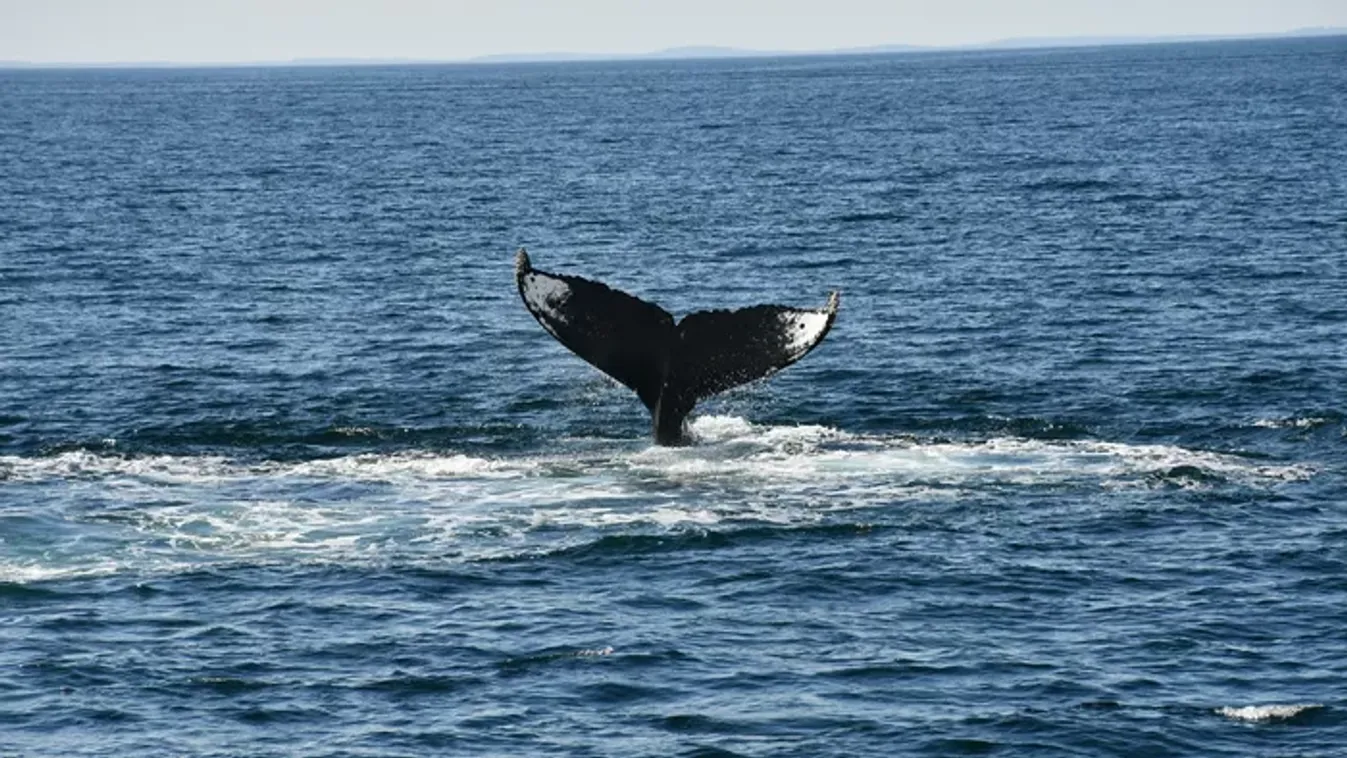 Nem énekelnek a kék bálnák - az emberiséget figyelmeztetik
