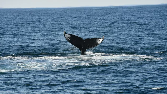 Nem énekelnek a kék bálnák - az emberiséget figyelmeztetik