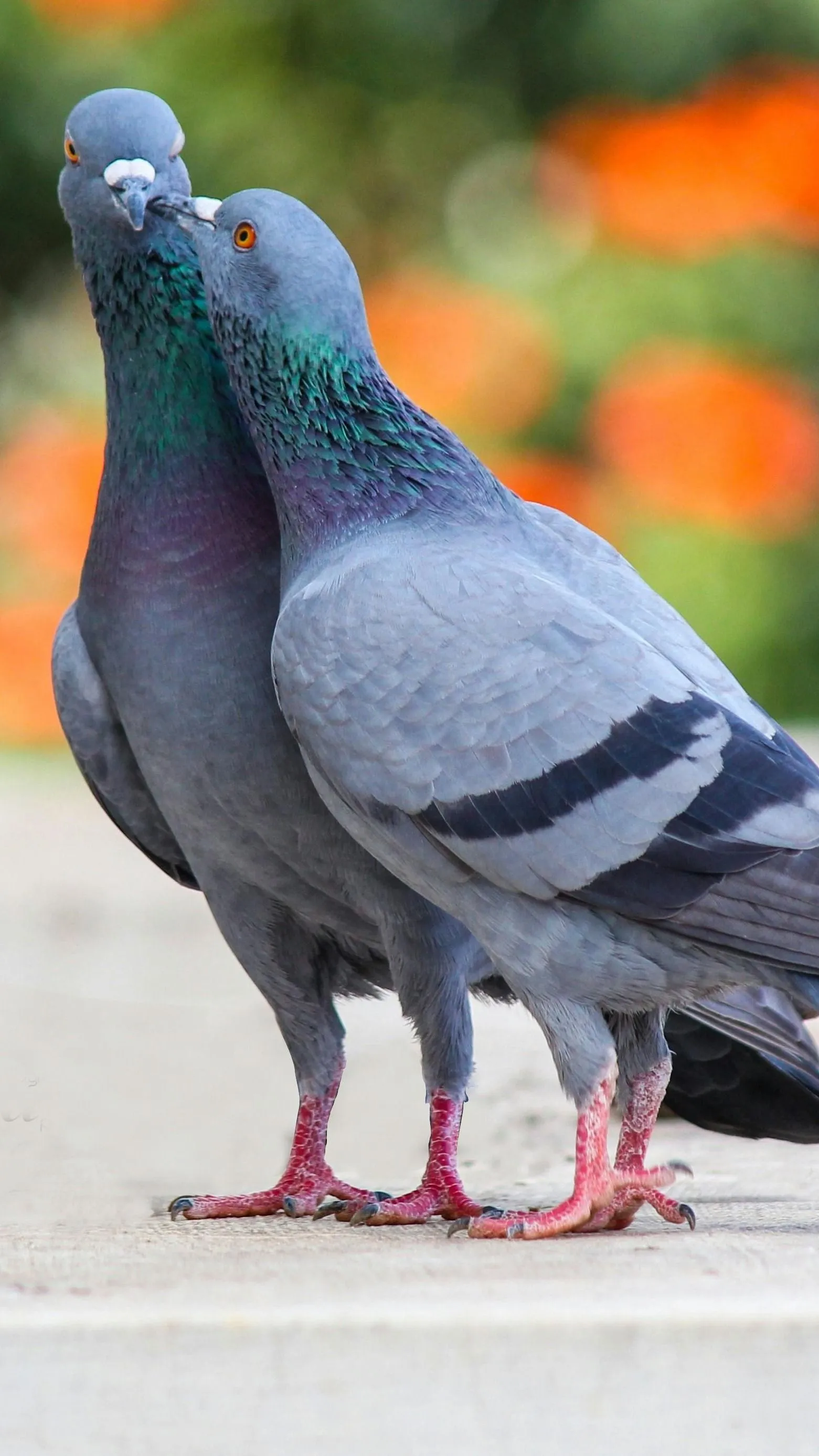 Élő drónokat akarnak csinálni galambokból!