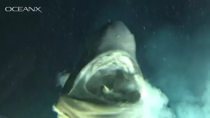 Rejtélyes lény tartja rettegésben az óceán fenekét