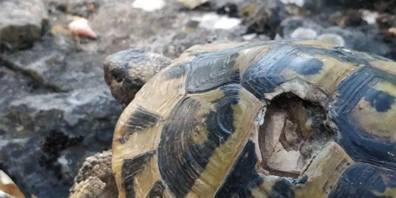Öngyilkosságba menekülnek a teknősök Macedóniában