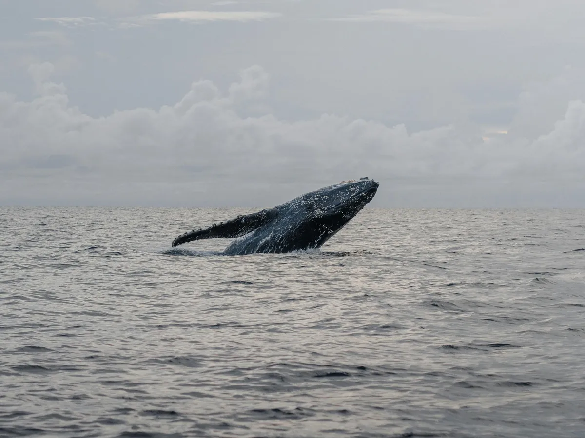 A kék bálnák éneke elhalkult