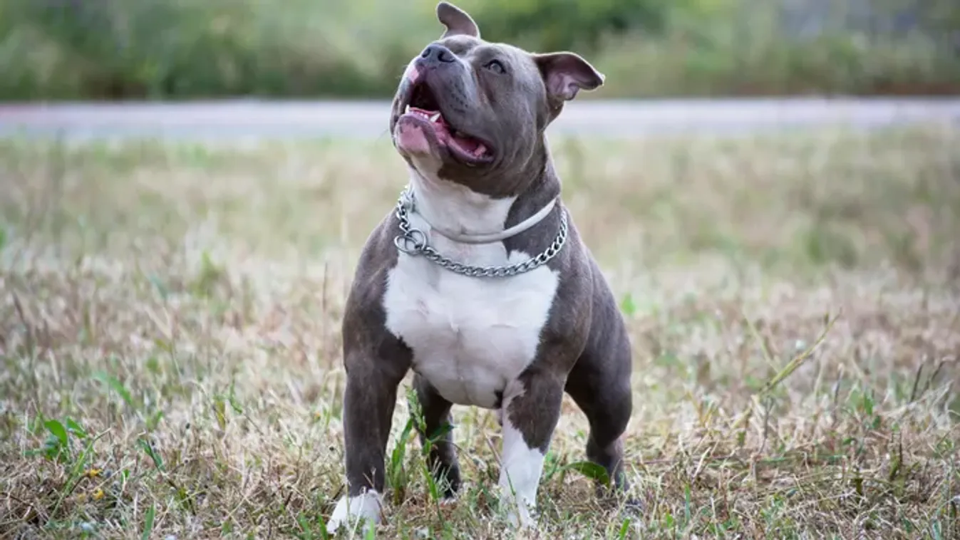 Pitbullok martak halálra egy nagymamát, végre börtönbe kerül a gazda