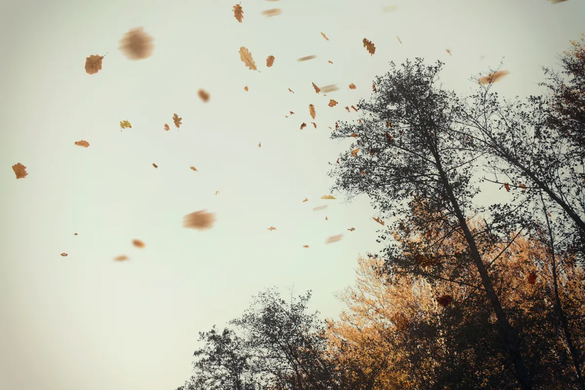 Amikor a falevelek fonákja látszik, az időjárás szelesre fordul