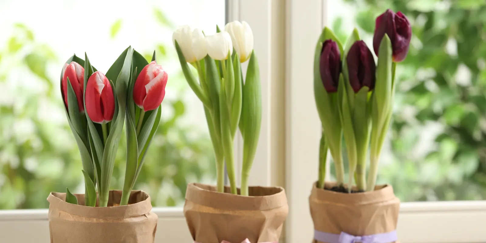 Így lesz hosszú életű a szobában a cserepes tulipán