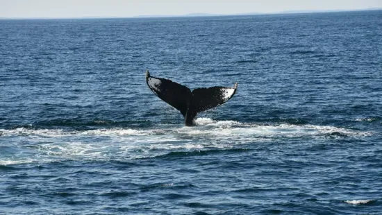 Hátborzongató csend az óceánban: elhallgattak a kék bálnák, ez figyelmeztetés az emberiség számára