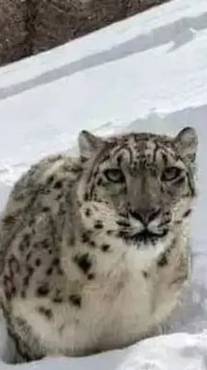 Hópárduccal szelfizett a kínai nő