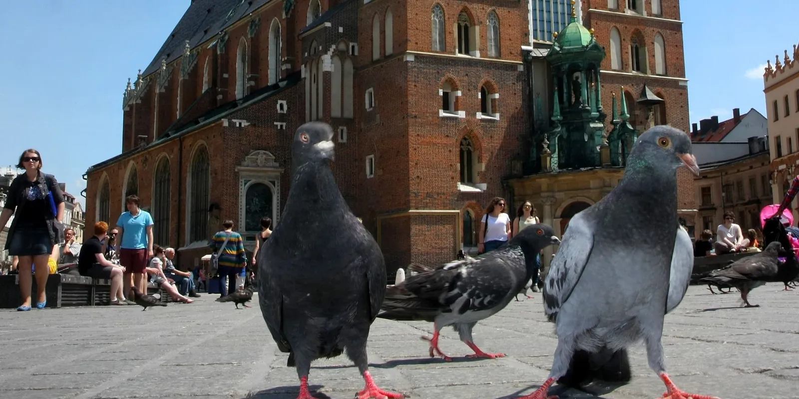 Fogamzásgátlót kapnak a galambok Krakkóban