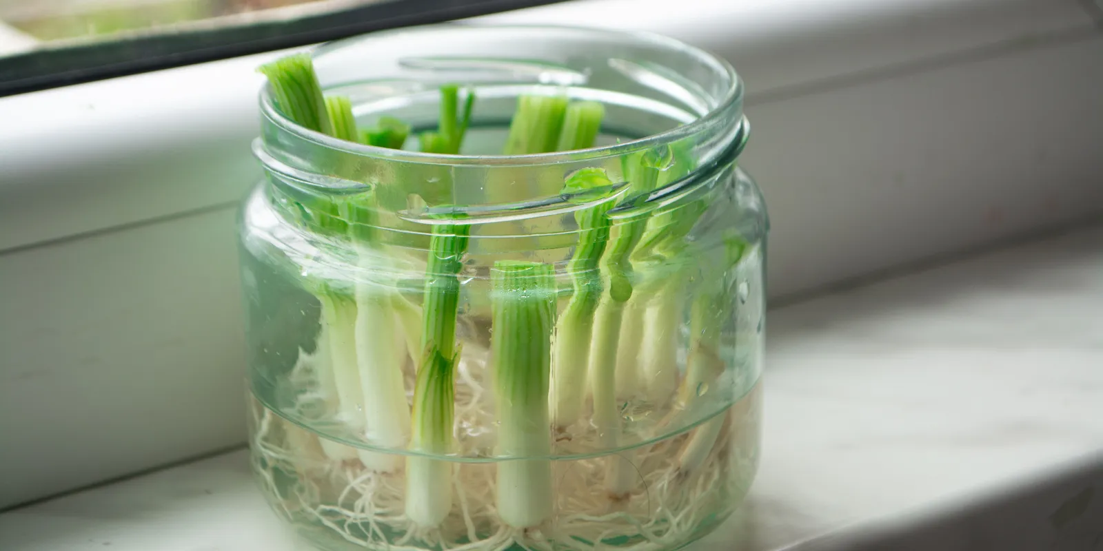 Ne dobd el az újhagyma végét, hihetetlen, mire jó