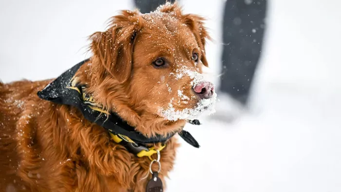 A téli kutyasétáltatás alapszabályai kedvenceink védelmére