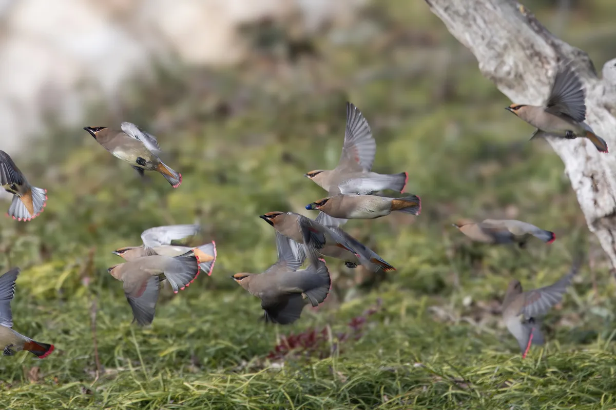 Group,Of,Waxwing,Bird,Rise,Up,From,The,Ground.