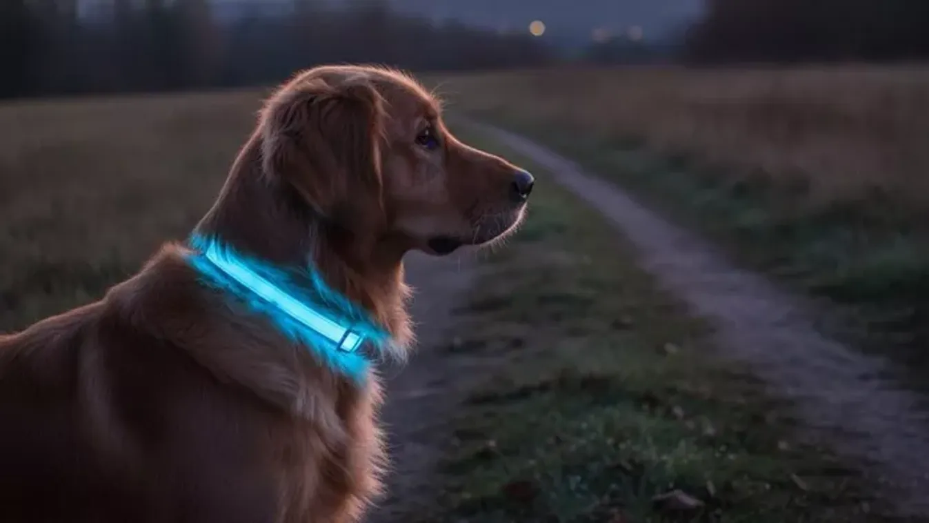 Szeretnél beszélni a kutya nyelvén?