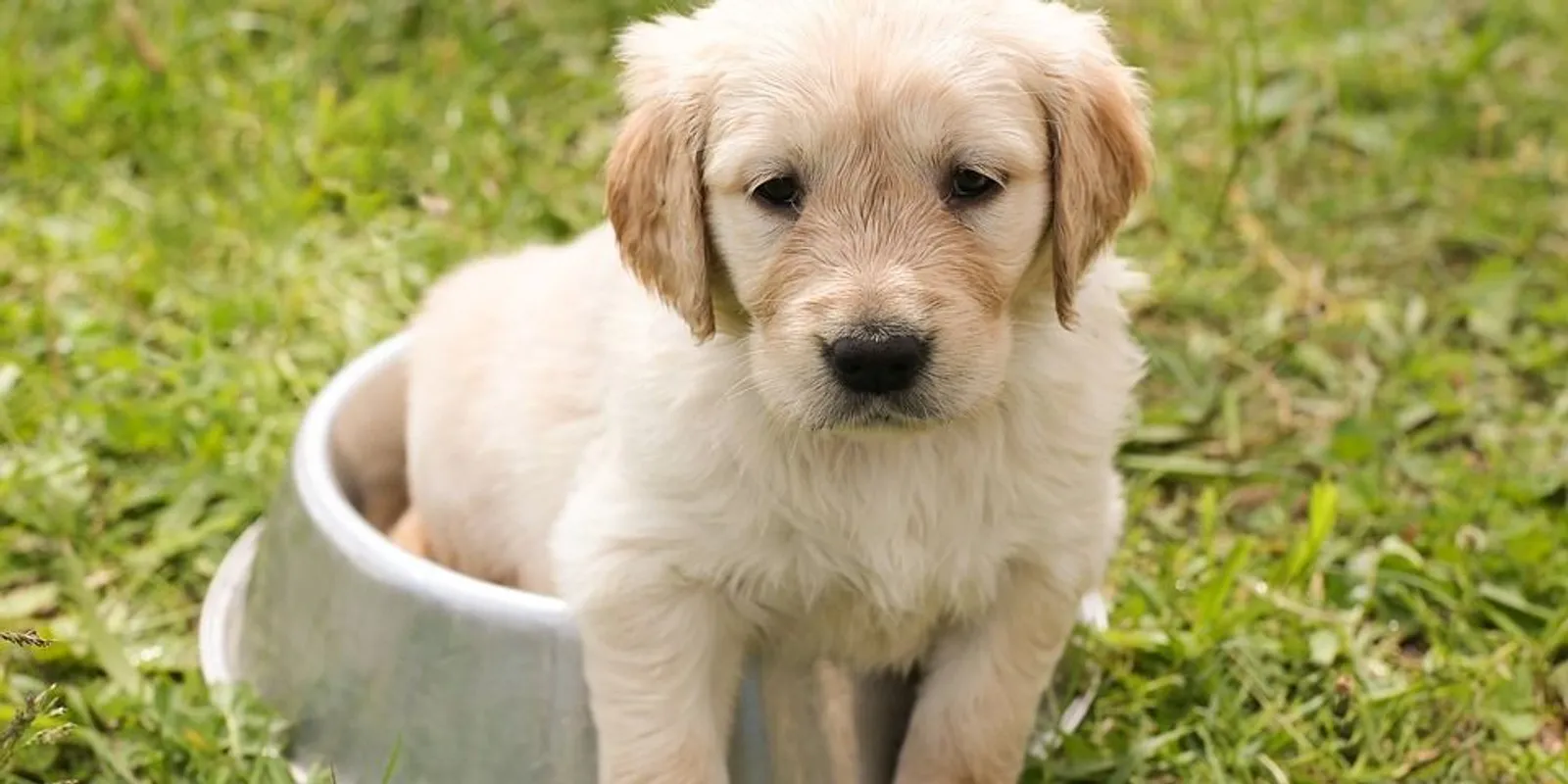 Kutyája furán viselkedett: súlyos daganat lappangott a nőben