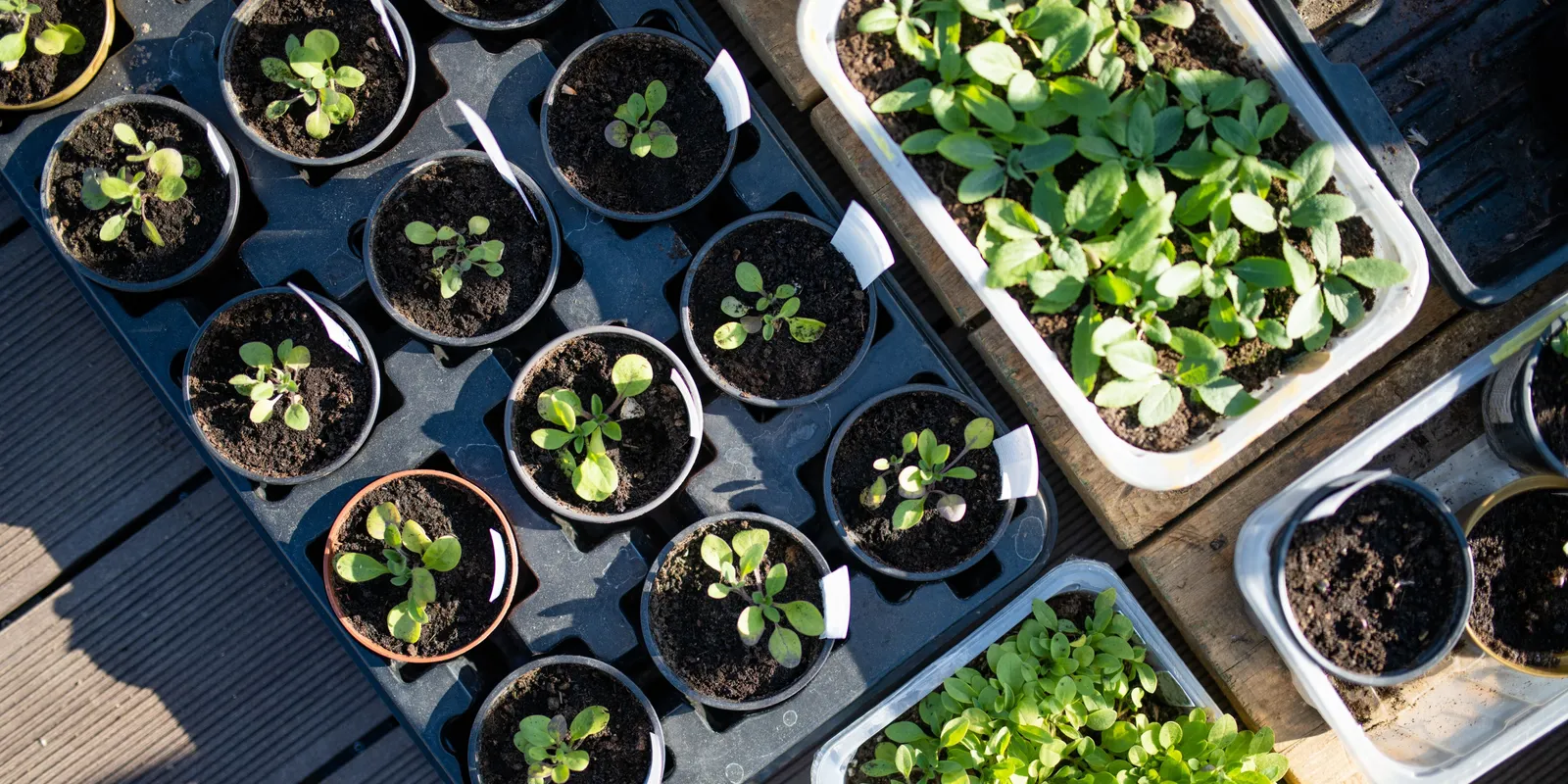 Erre figyelj, ha most kezdesz palántázni!