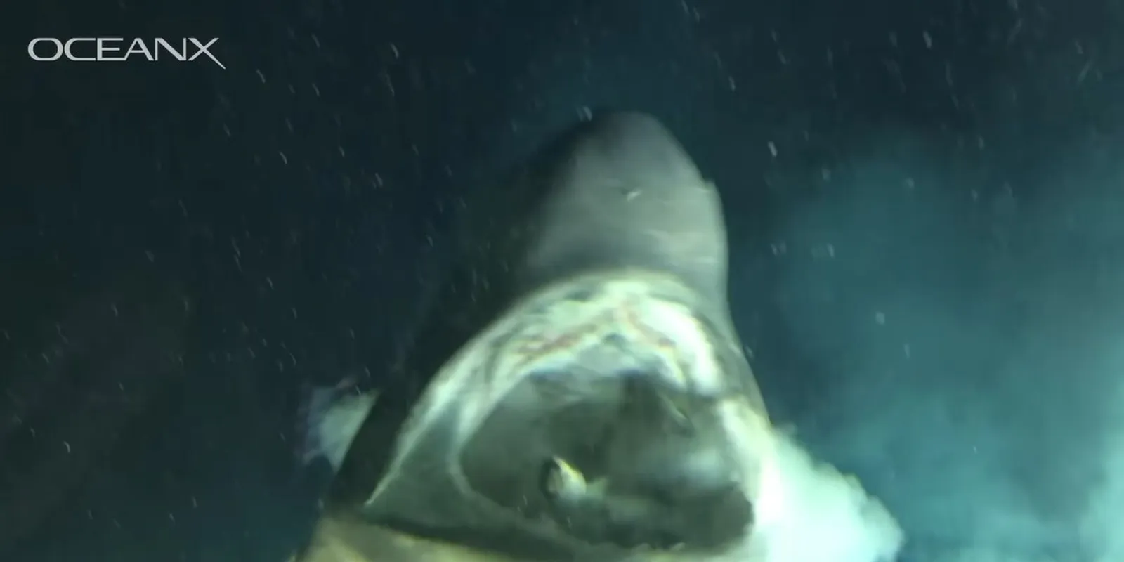 Rejtélyes lény tartja rettegésben az óceán fenekét