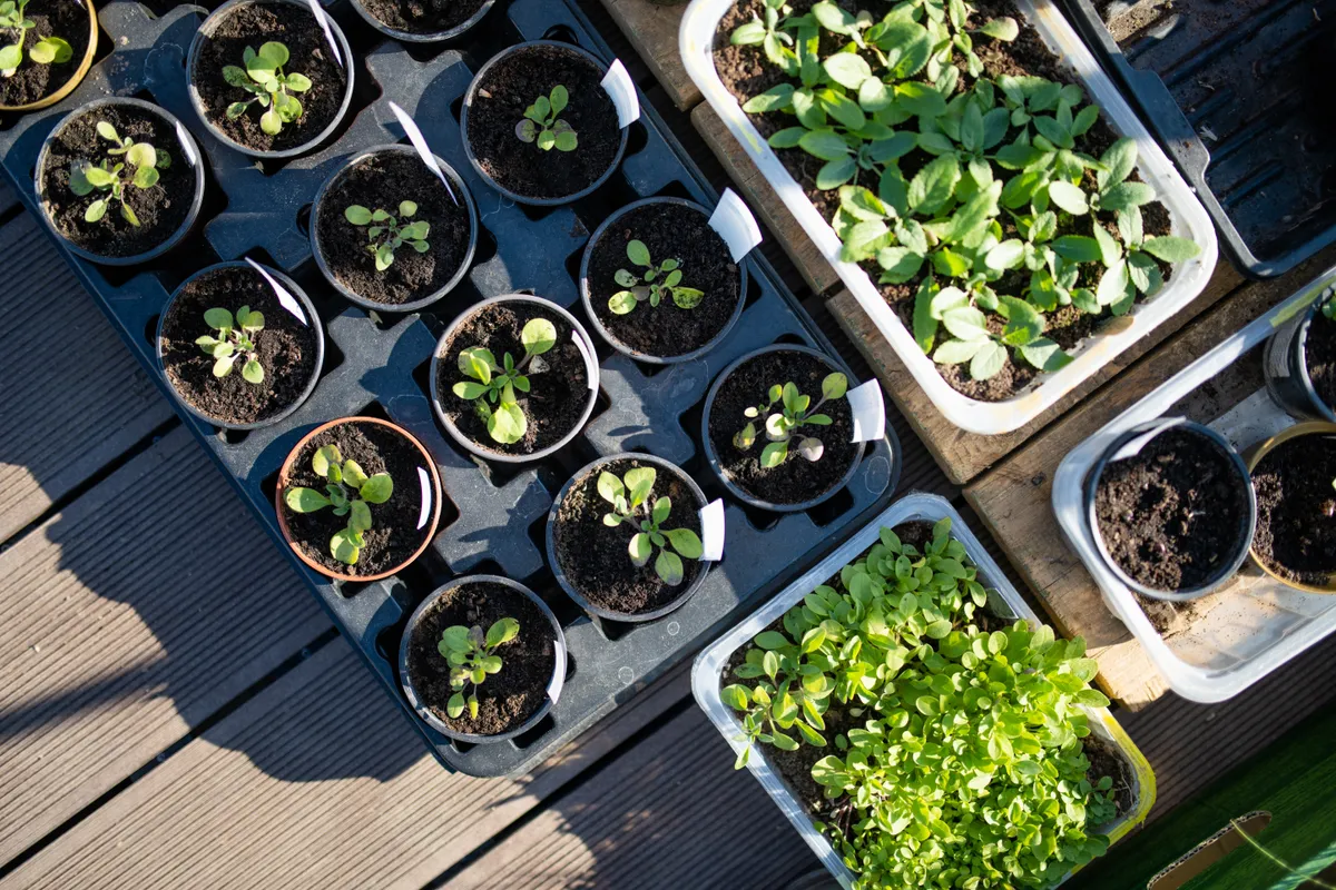Örömteli munka február végén a palántanevelés elindítása.