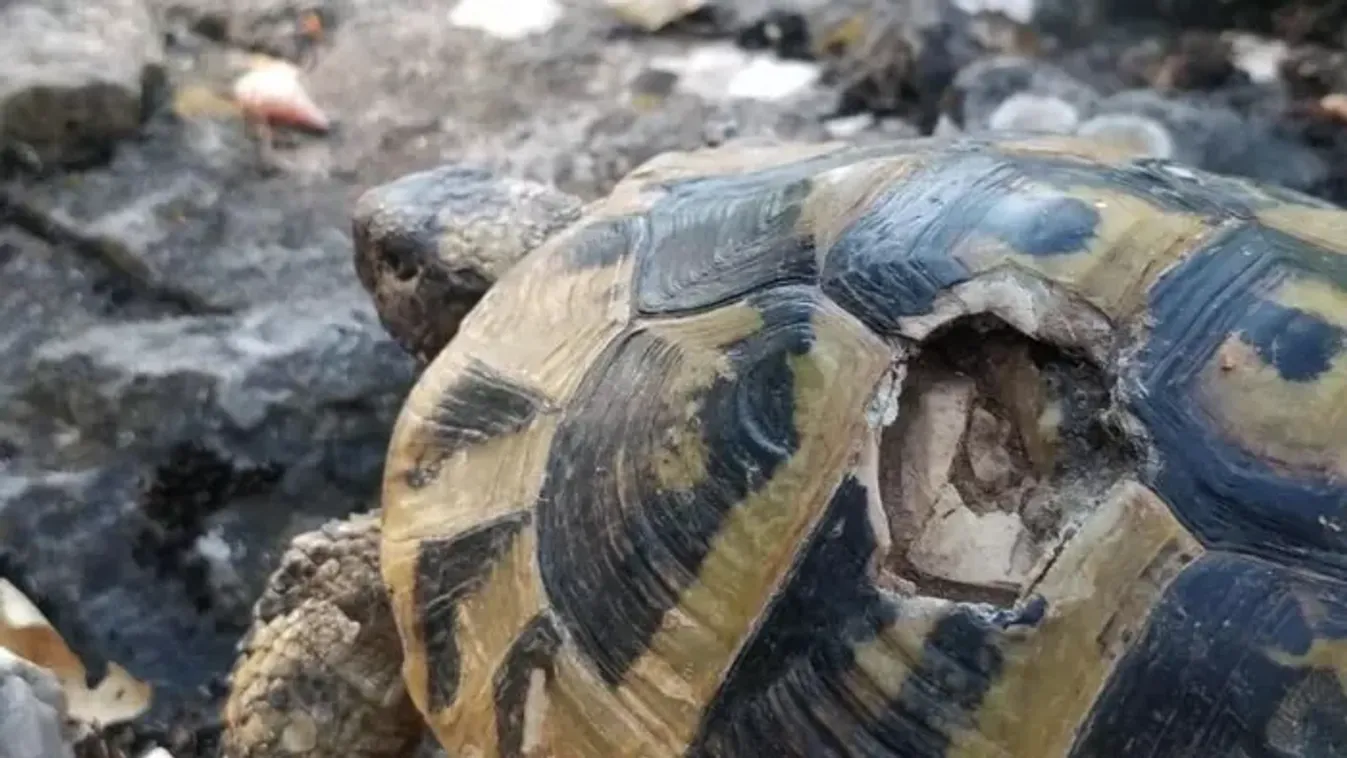 Öngyilkosságba menekülnek a teknősök Macedóniában
