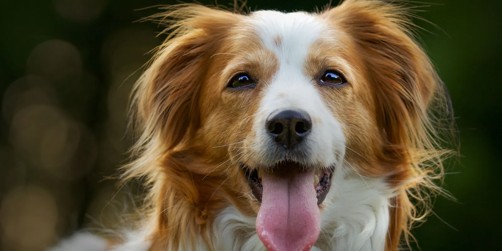 Ezért billenti oldalra a fejét a kutyád, ha hozzászólsz