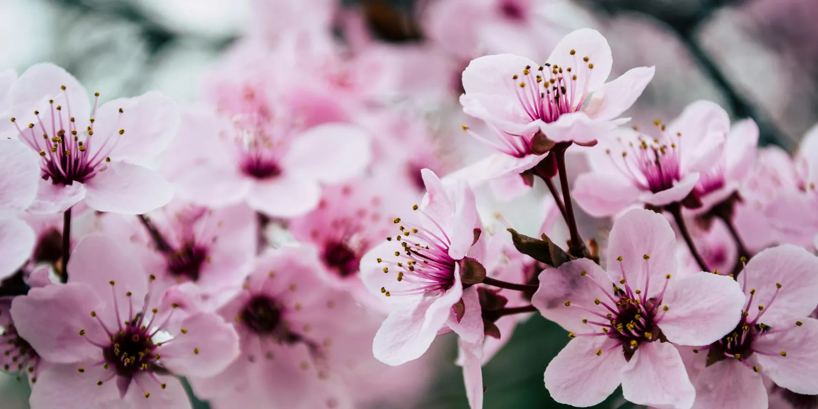 Éles váltás! Így tör be hazánkba a várva várt tavasz