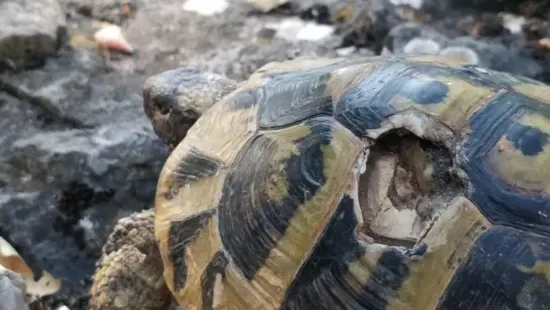 Szexuális zaklatás miatt tömeges öngyilkosságba menekülnek a teknősök Macedóniában