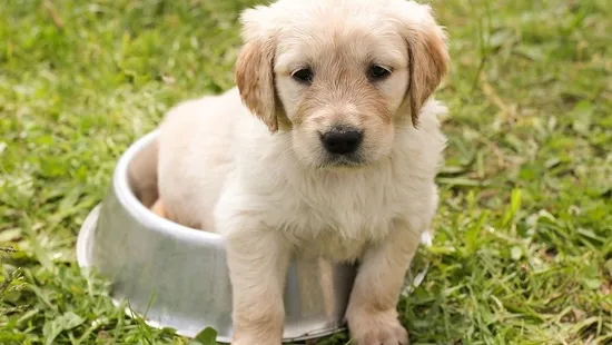 Kutyája furán viselkedett, megérezte a bajt: súlyos daganat lappangott a nőben