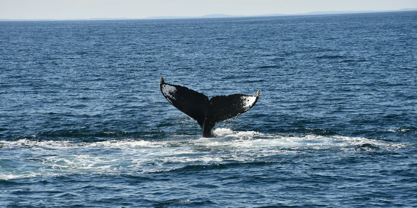 Nem énekelnek a kék bálnák - az emberiséget figyelmeztetik