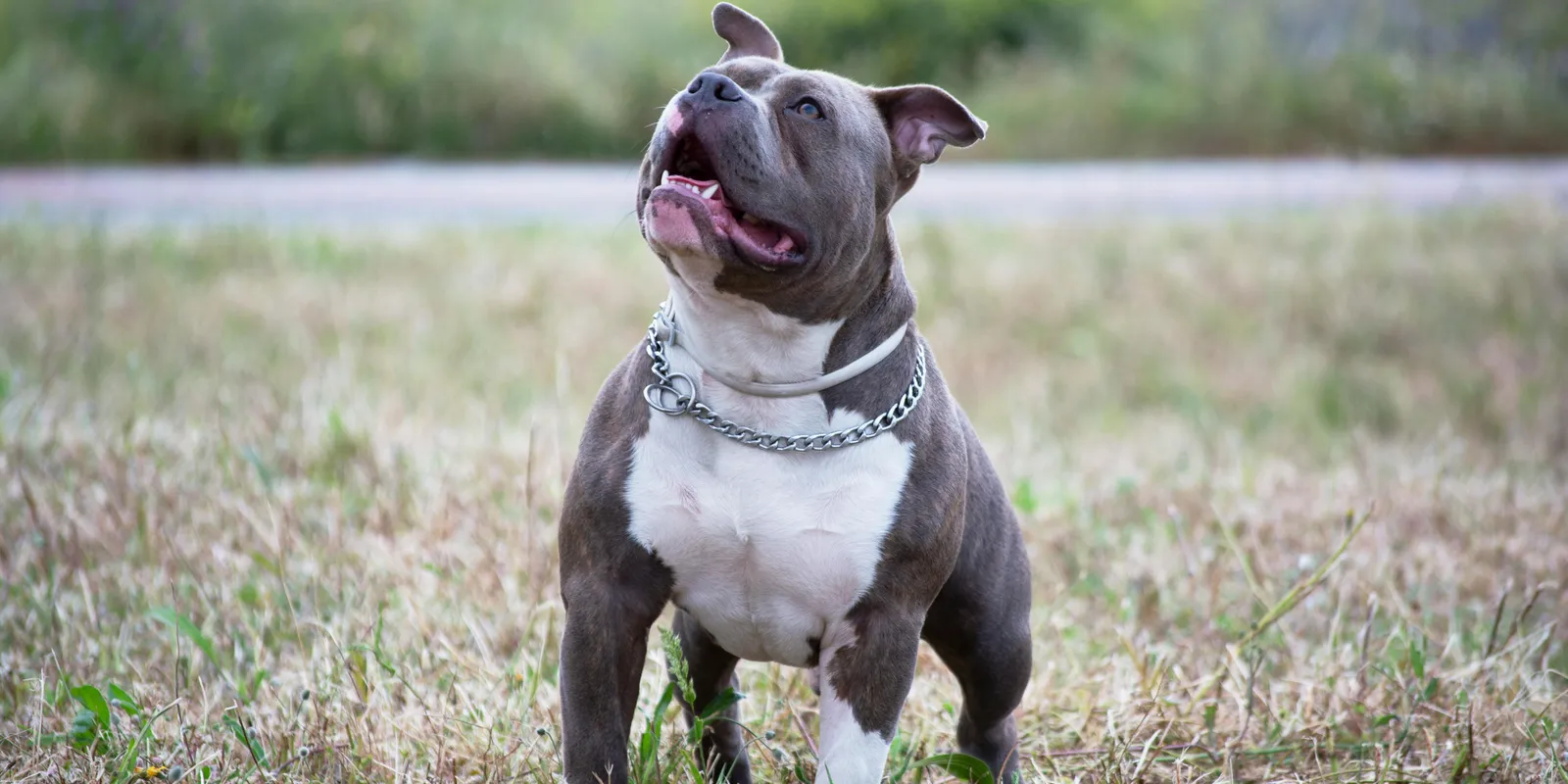 Pitbullok martak halálra egy nagymamát